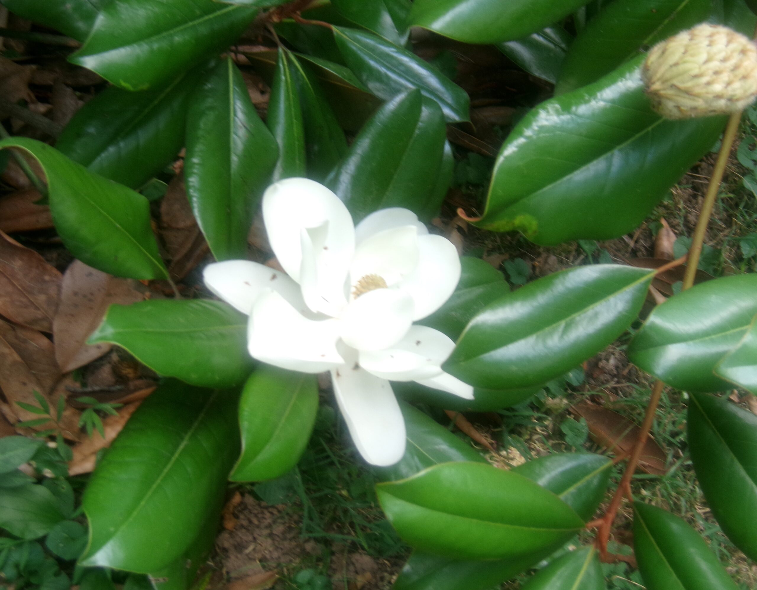 Magnolia Blossoms