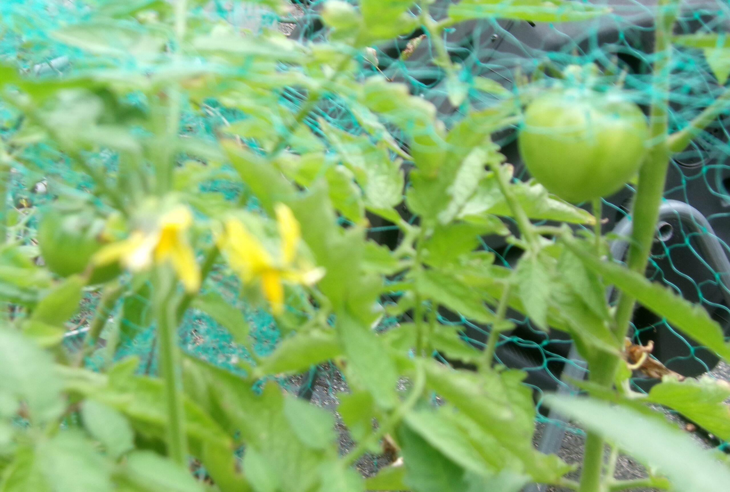 Tomatoes in Autumn!!