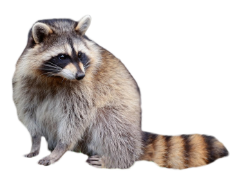 Raccoons, Squirrels, & Moles