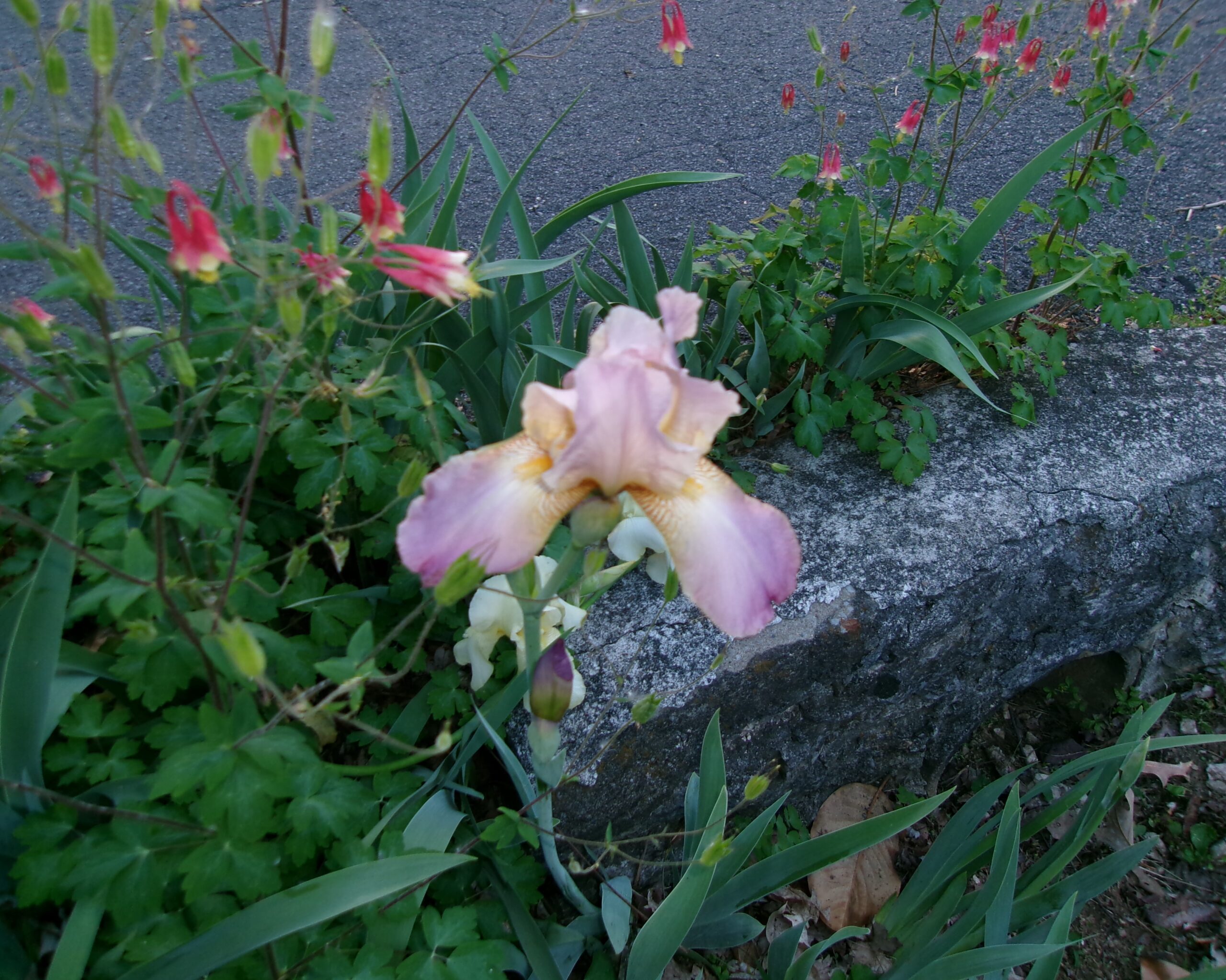 Strawberries & Baobabs