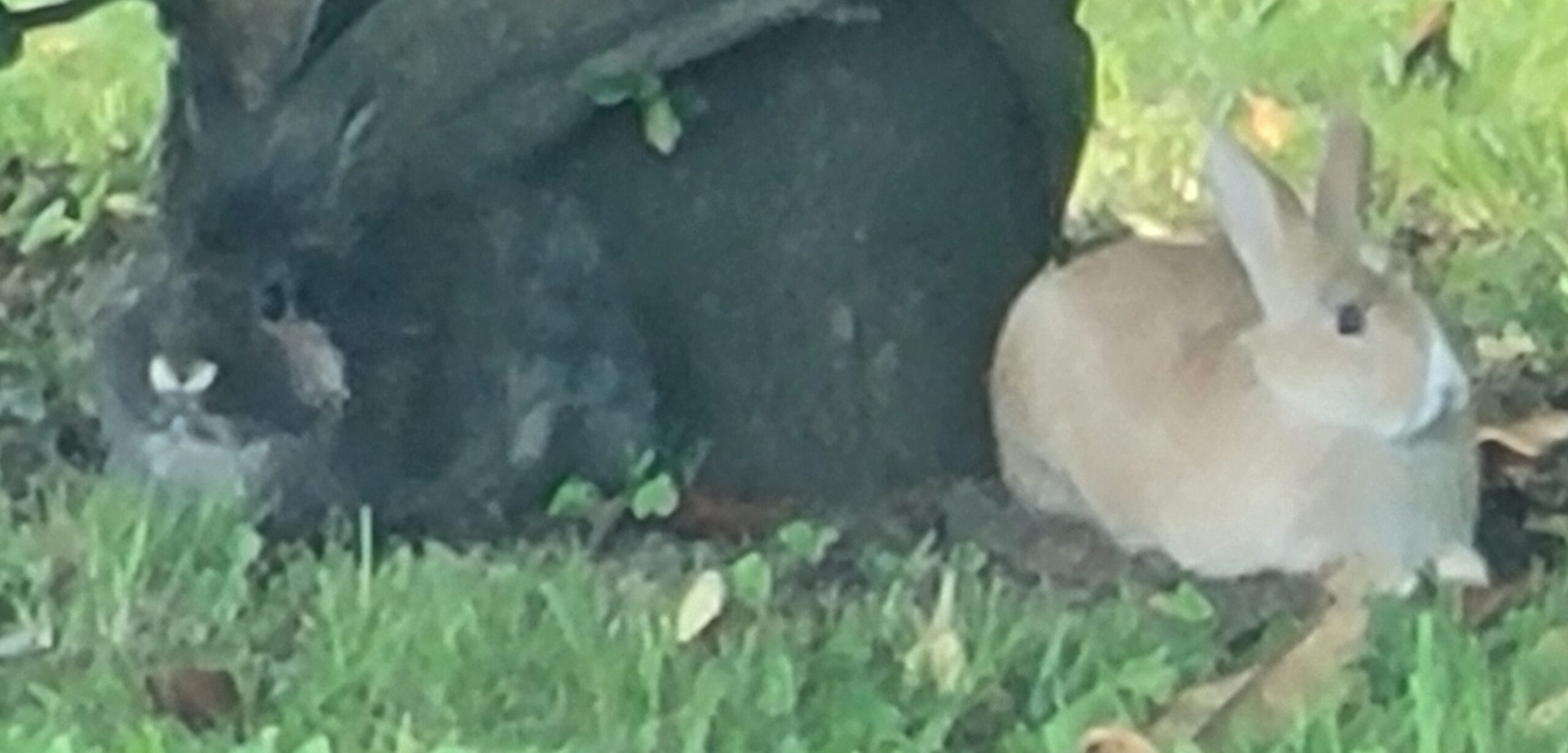 Escape From Pet-tivity!!!