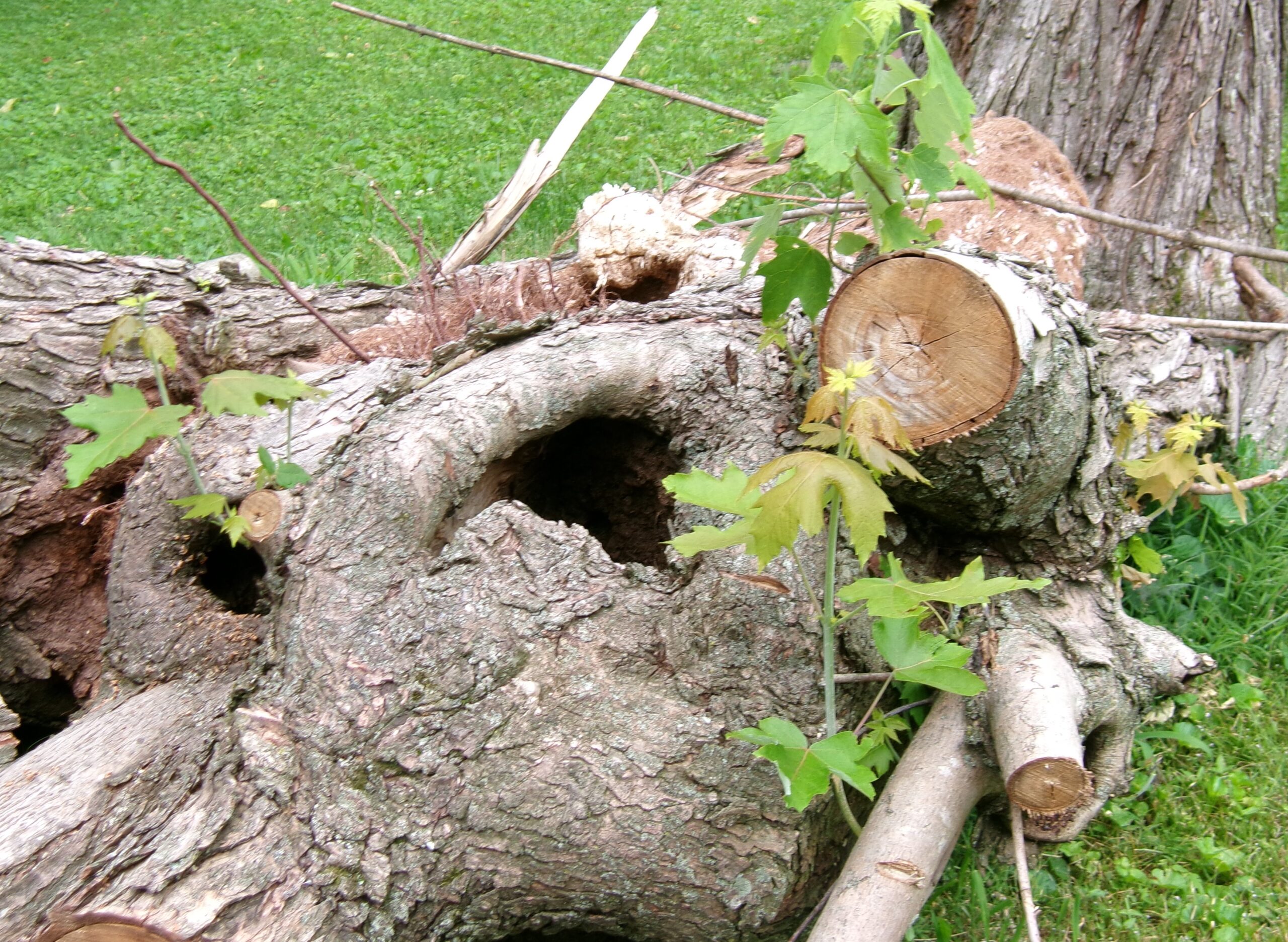 Thriving Mother Nature