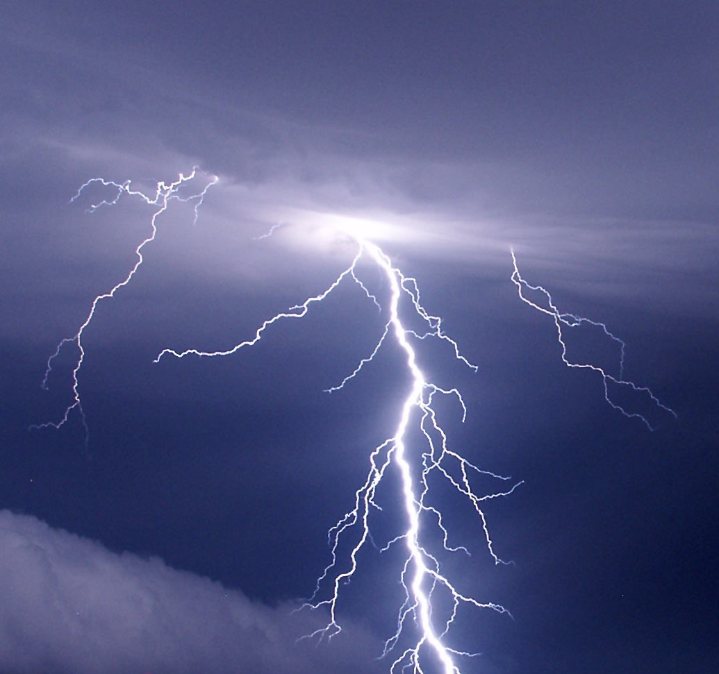 The Electric Untamed