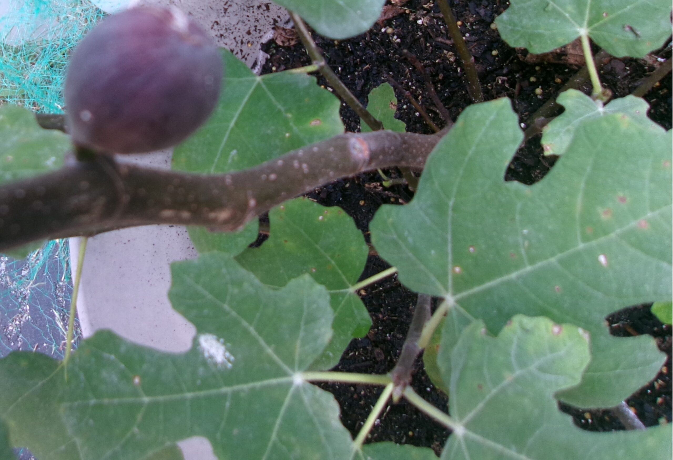 Mosquitoes in the Garden