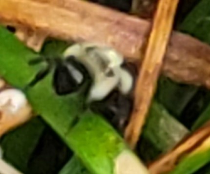 Dog Days of August!!!