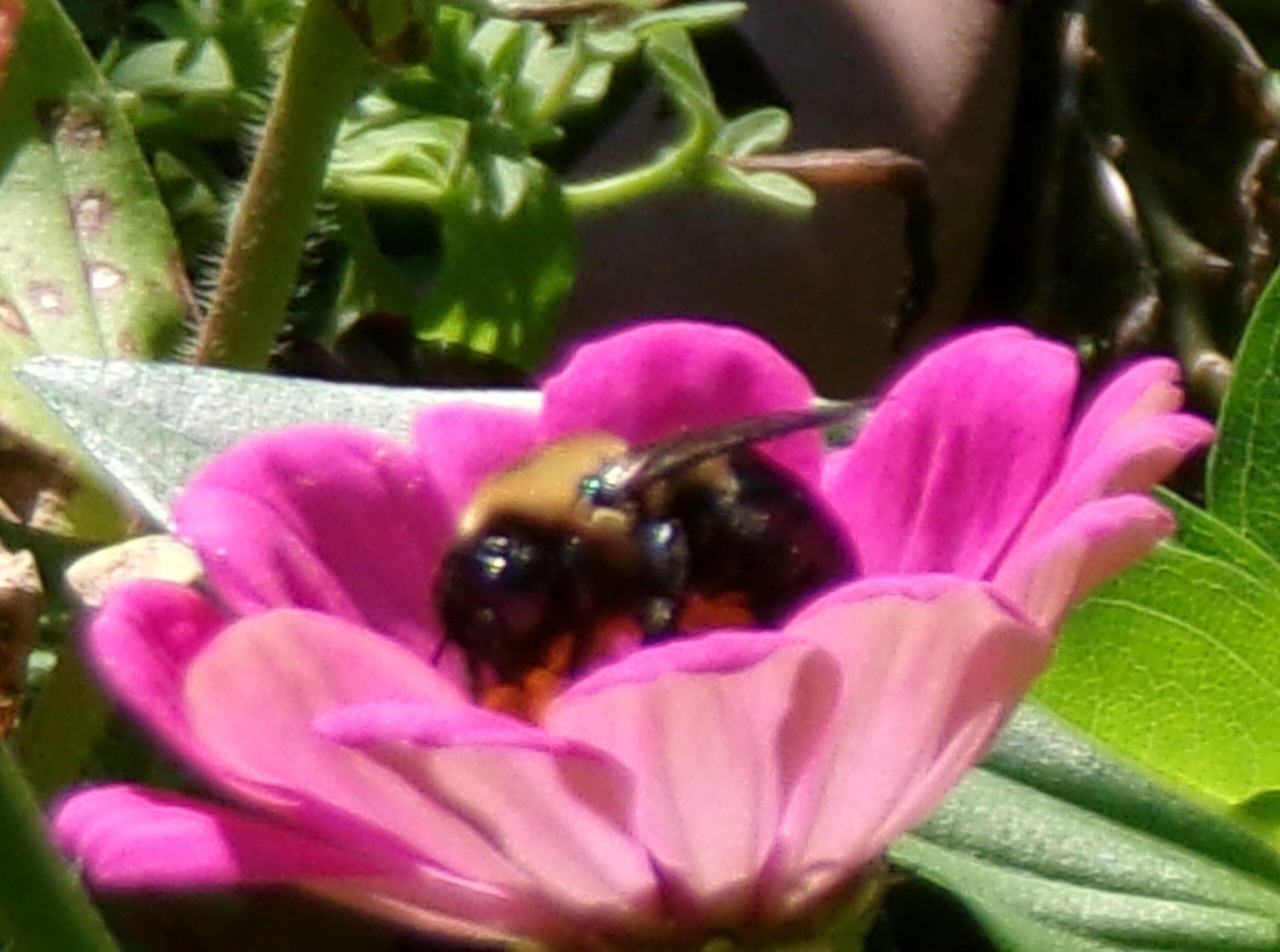 Bee in the Bonnet!!!