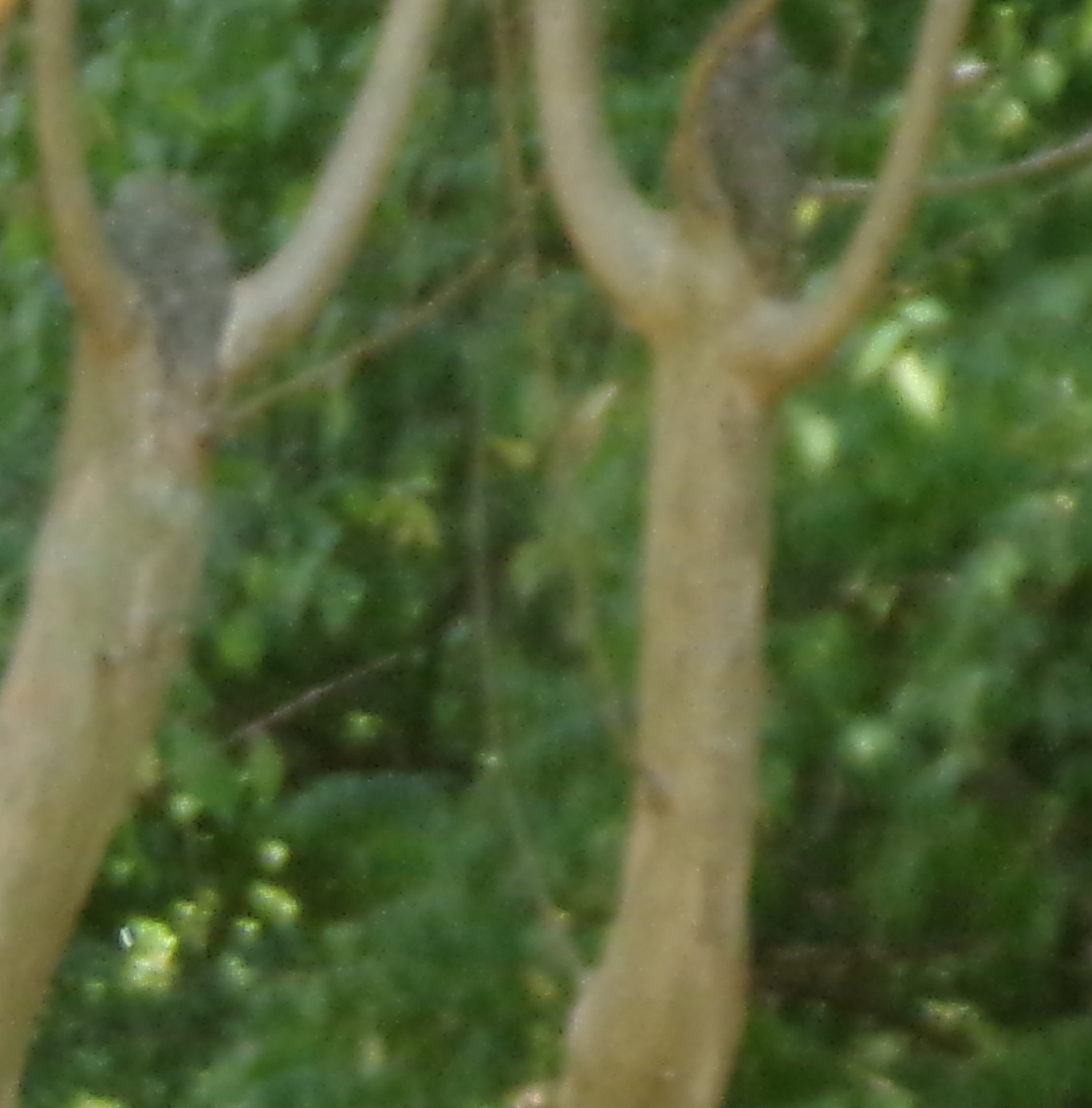 Dancing Dryads!!!!!!!!