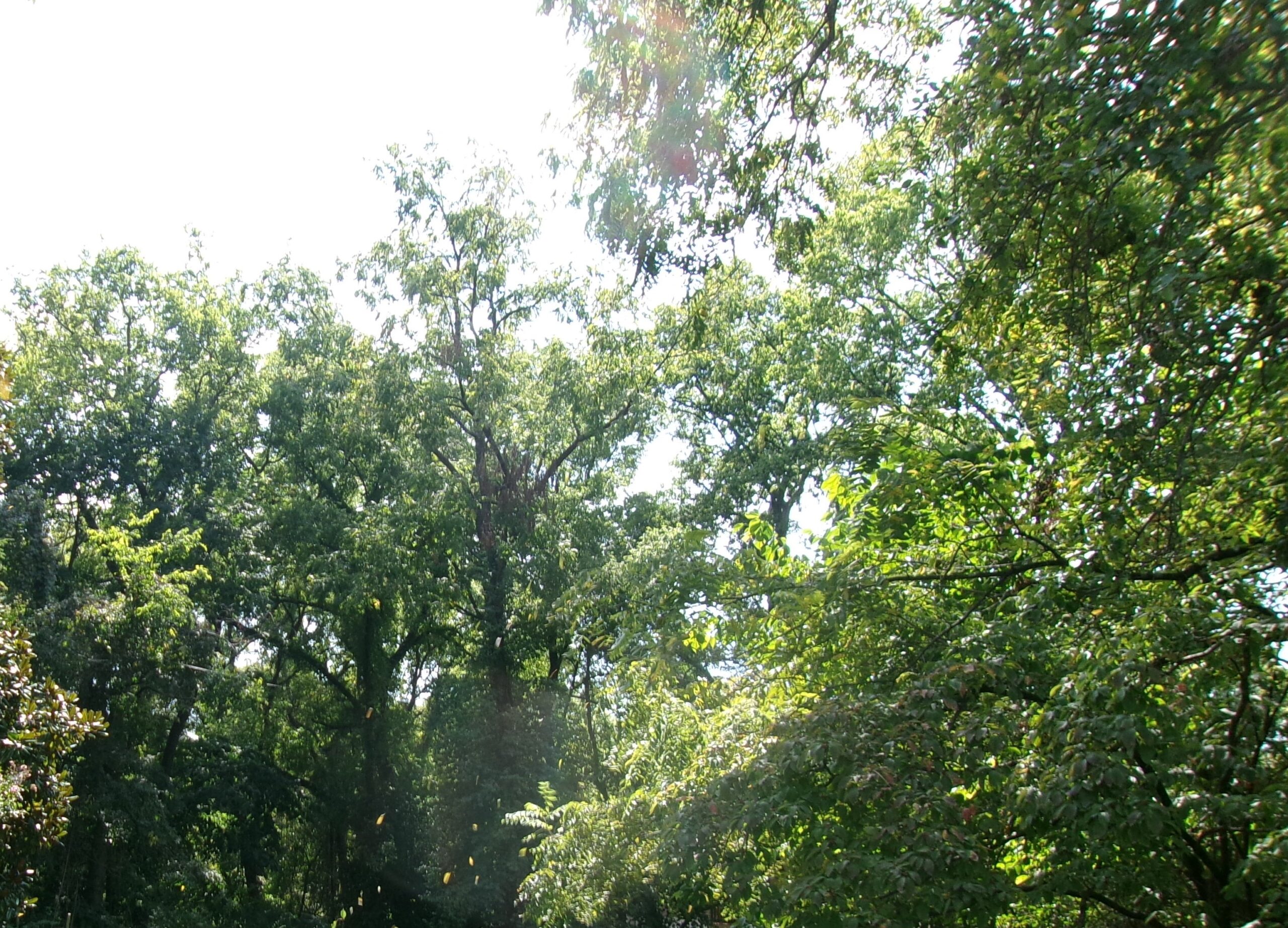 September Leaf Fall!!!