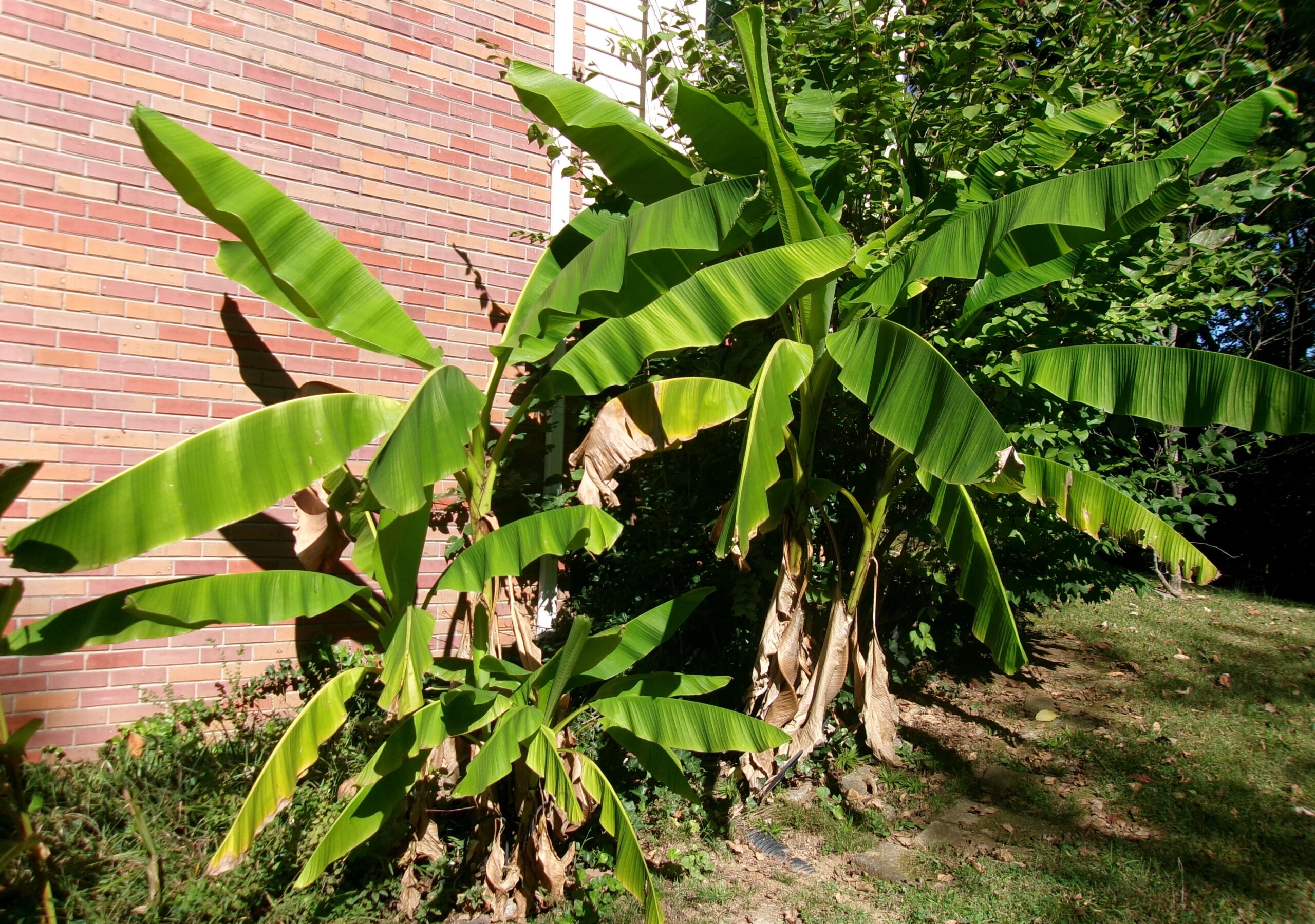 Roots for the Future