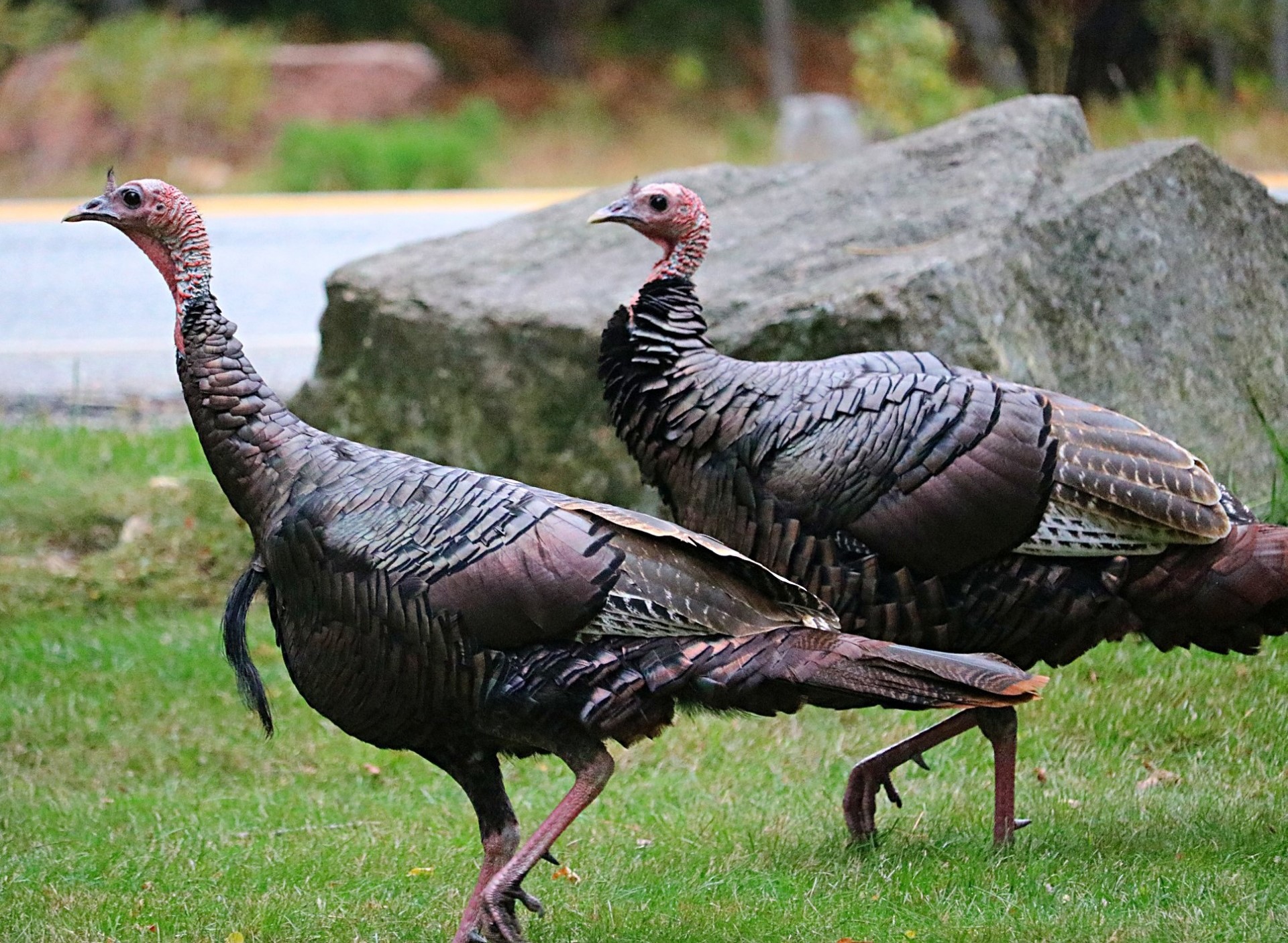 Thanksgiving For Whom?