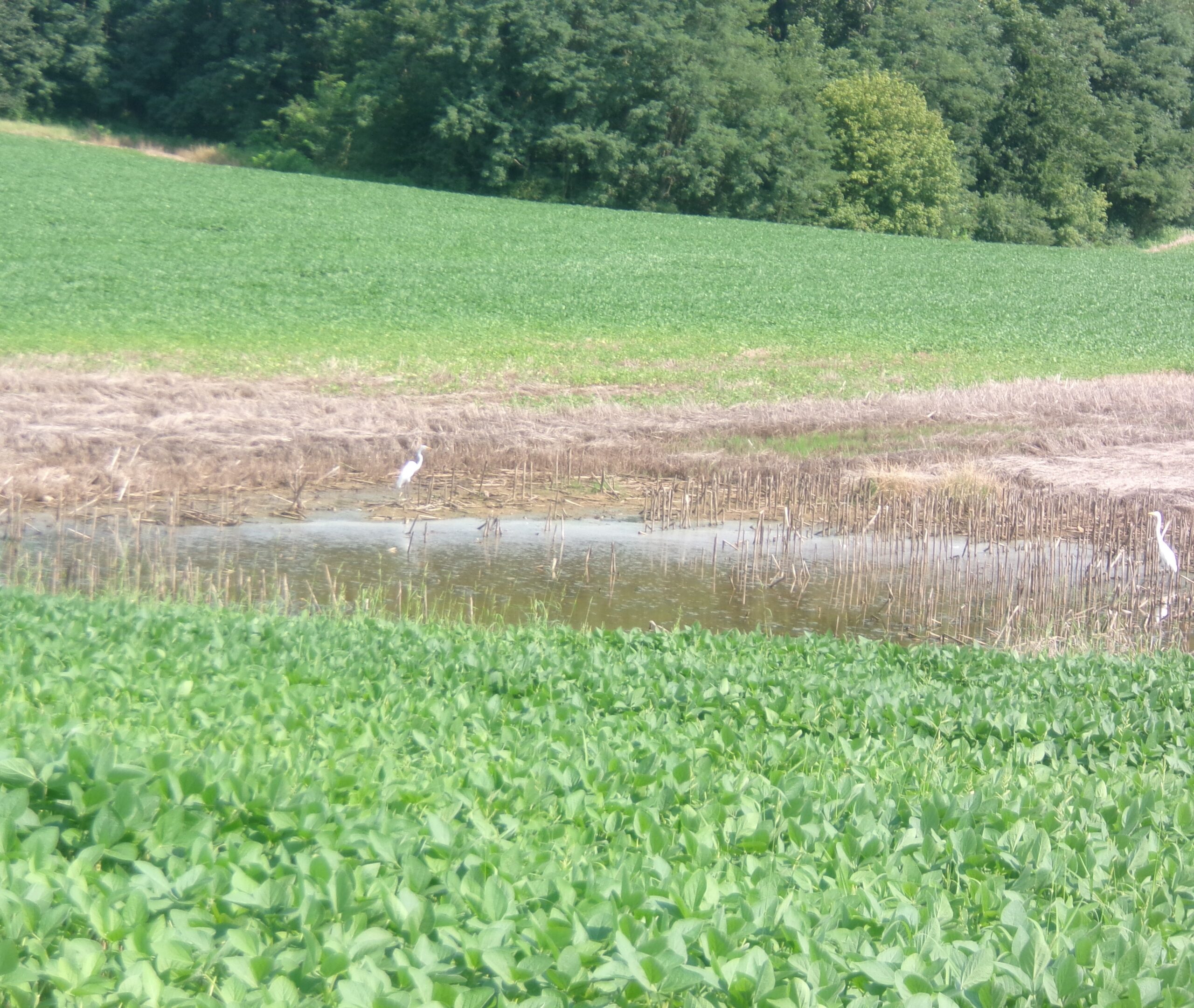 Plowing the Field!!!