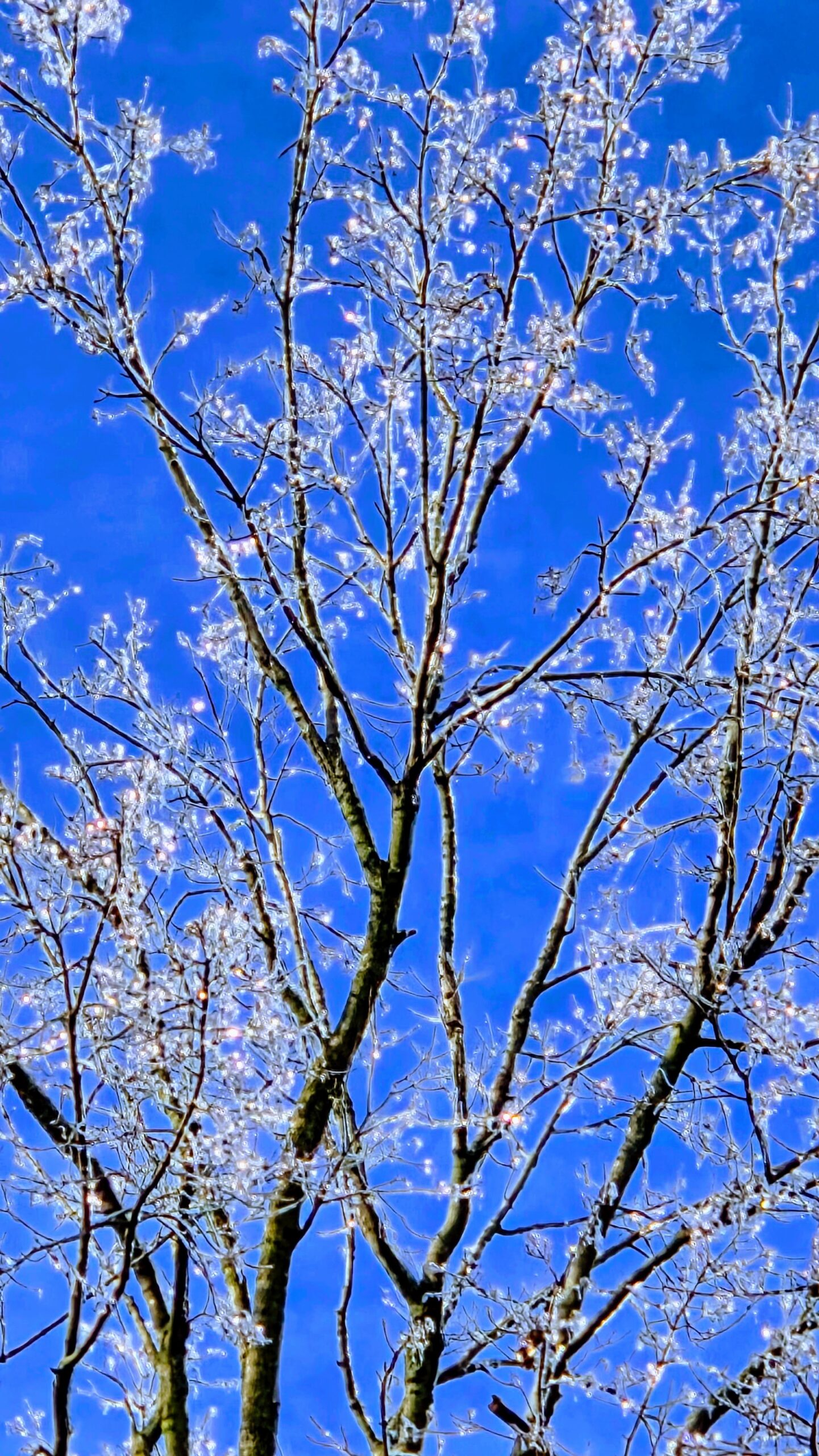 Pine, Magnolia, Cedar